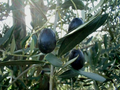 Picual Olive Seeds - 10+ Premium Olive Seeds (Olea europaea) for Garden Planting