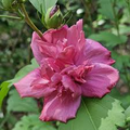 Double Red Althea Rose of Sharon Starter Plant | 1/2–1 ft Bare Root Hibiscus