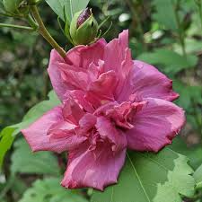 Double Red Althea Rose of Sharon Starter Plant | 1/2–1 ft Bare Root Hibiscus