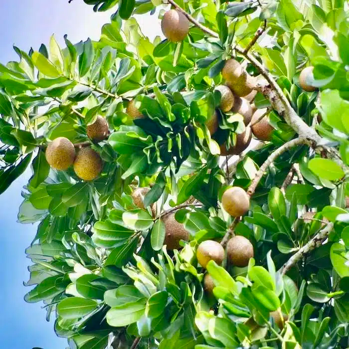 Mamme Apple Tree (Mammea americana) - Grafted Starter Live Fruit Tree 12-24"