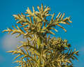 Alluaudia dumosa Rooted Cutting 8-12" | Madagascar Rare Succulent