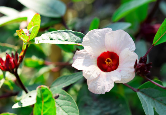 White Roselle Hibiscus Seeds (Hibiscus sabdariffa) – 25 Seeds, Edible Calyces & Leaves, White Flowers