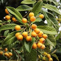 Loquat Tree Seedling - Sweet Juicy Tropical Fruit Tree in Pot