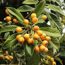 Loquat Tree Seedling - Sweet Juicy Tropical Fruit Tree in Pot