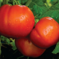 Celebrity Tomato Seeds (F1 Hybrid) – 7-8 oz, Disease-Resistant, Non-GMO, 75 Days to Harvest