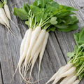 White Icicle Radish Seeds - 400 Seeds, Fast-Growing Heirloom, Cool-Season, For Garden or Containers