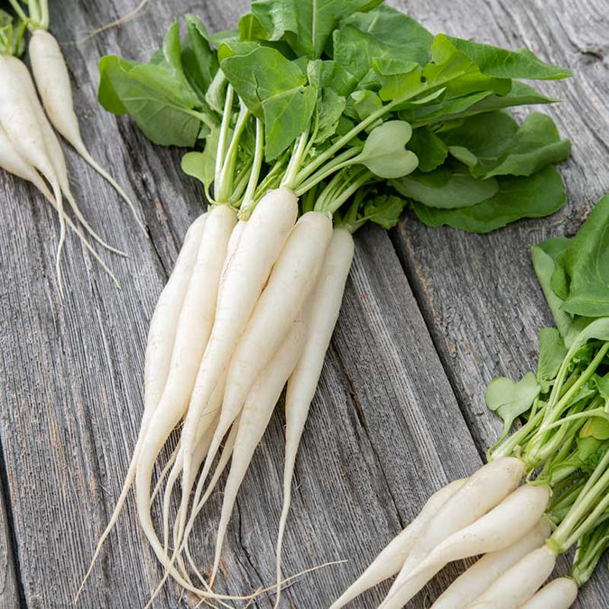 White Icicle Radish Seeds - 400 Seeds, Fast-Growing Heirloom, Cool-Season, For Garden or Containers