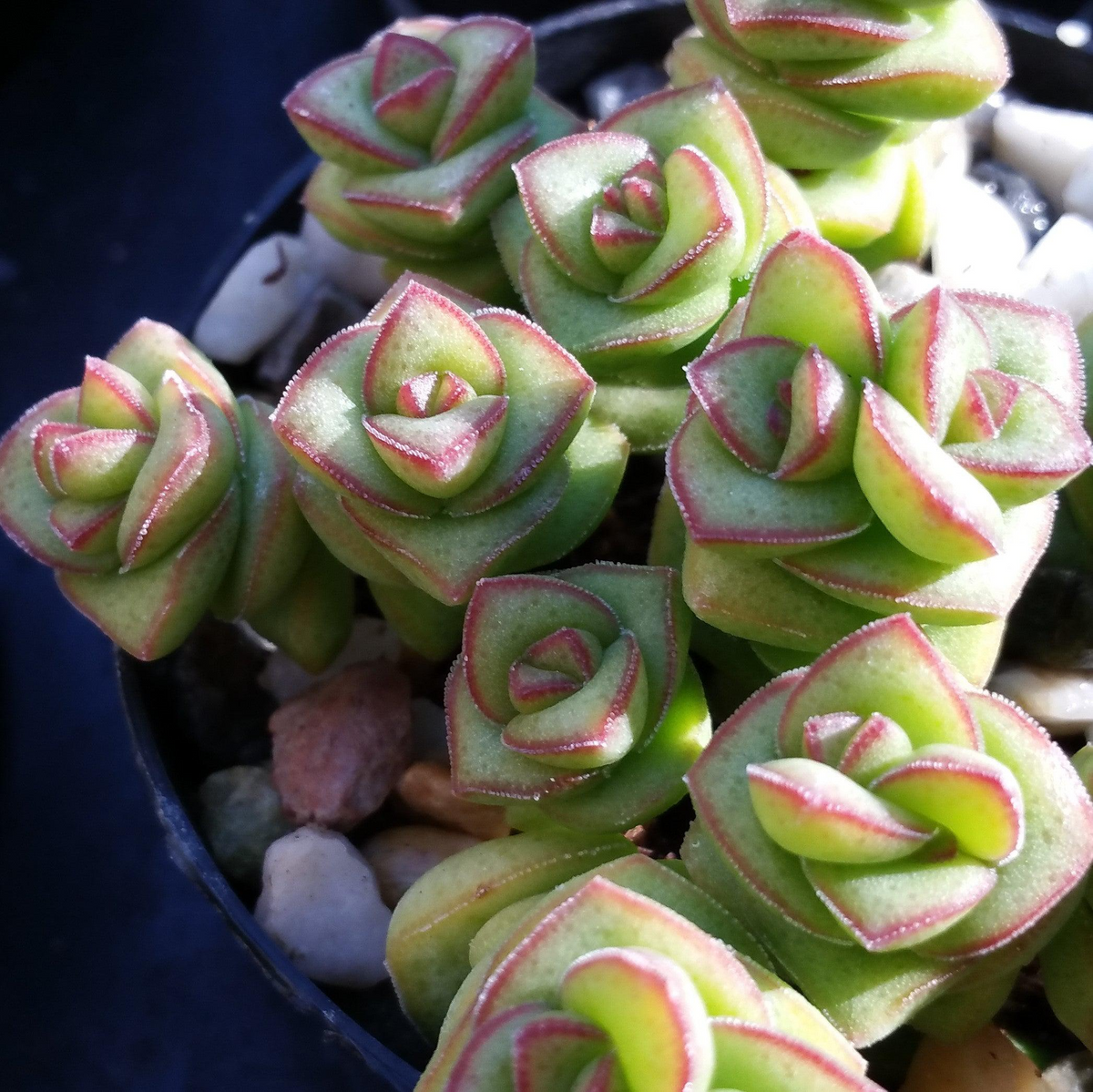 Crassula Perforata Variegated String of Buttons - 2 Bare Root 1" Live Succulents