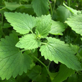 Catnip Seeds | 2,000 Heirloom Nepeta cataria Seeds | Non-GMO | Zones 3-9