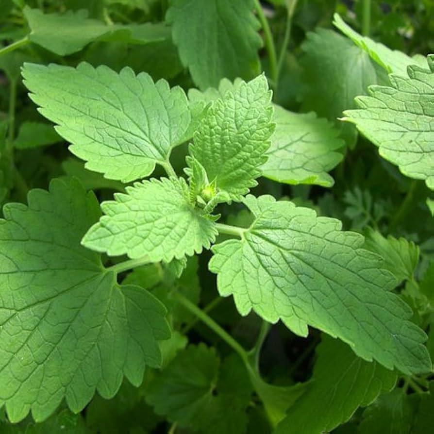 Catnip Seeds | 2,000 Heirloom Nepeta cataria Seeds | Non-GMO | Zones 3-9