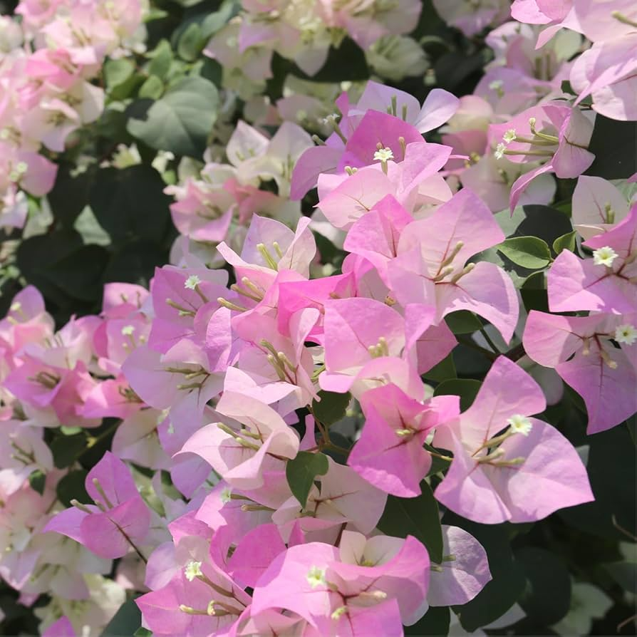 Bougainvillea glabra Double Petal White Pink Cuttings (3 unrooted), Climbing, 3-5"
