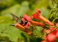 Red Trumpet Vine Clippings (Campsis Radicans) - 12 Live Starter Clippings for Rooting