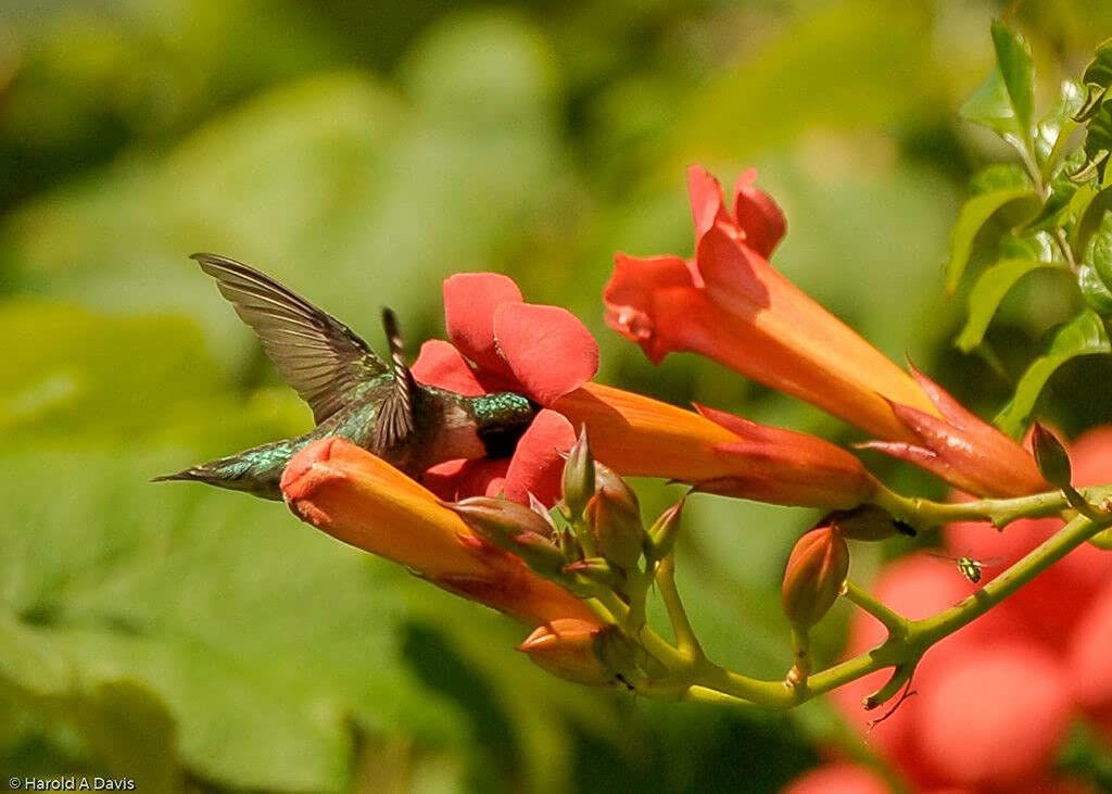 Red Trumpet Vine Clippings (Campsis Radicans) - 12 Live Starter Clippings for Rooting