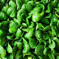 Spinach Bloomsdale Long Standing Seeds - 1g, Heirloom Spinacia oleracea, Non-GMO, Cool-Season