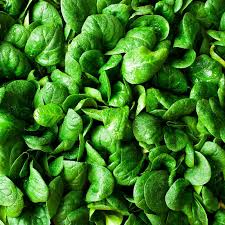 Spinach Bloomsdale Long Standing Seeds - 1g, Heirloom Spinacia oleracea, Non-GMO, Cool-Season