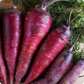 Purple Dragon Carrot Seeds (Daucus carota) - 200 Seeds, Heirloom, Purple Skin, Orange Interior