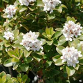 Yeddo Hawthorn Minor - 5 Fresh Cuttings for Rooting or Grafting (Rhaphiolepis umbellata var. minor) - Starter Plant