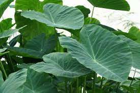 Dwarf Green Taro Bulbs (Colocasia esculenta) - Starter Plants for Ponds & Bogs, Zone 8+