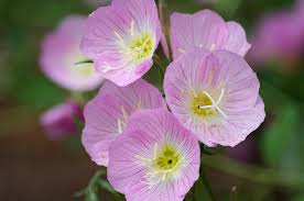 Showy Evening Primrose 100 Seeds - Oenothera speciosa, Pink Perennial Wildflower