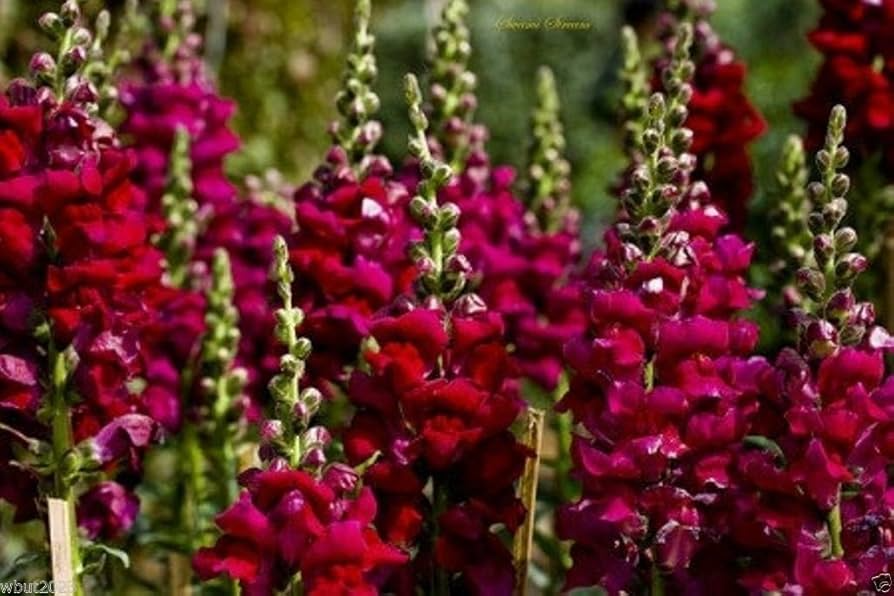 Antirrhinum majus Maryland Royal Burgundy Snapdragon Seeds - 1000+ Deep Wine Blooms