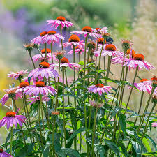 Purple Coneflower Echinacea purpurea Seeds - 400 Seeds for Pollinators