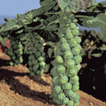 500+ Jade Cross Brussels Sprouts Seeds | Compact, Cold-Hardy High-Yield Hybrid