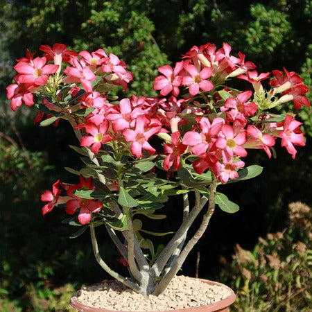 Desert Rose (Adenium obesum) Starter Plant - Bonsai-Like Caudex, Pink/White Flowers