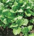 Ethiopian Kale Seeds (Brassica carinata) - 1,000 Heirloom Non-GMO