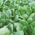 Komatsuna Tendergreen Seeds (Brassica rapa var. perviridis) 500mg - Heirloom, Non-GMO Asian Greens