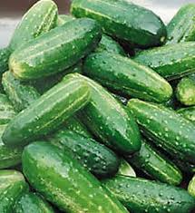 Bush Pickle Cucumber Seeds (F1 Hybrid) - 4-5