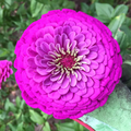 Purple Prince Zinnia Seeds - Non-GMO, Rosy Purple, 30-36in Tall, 110 Days