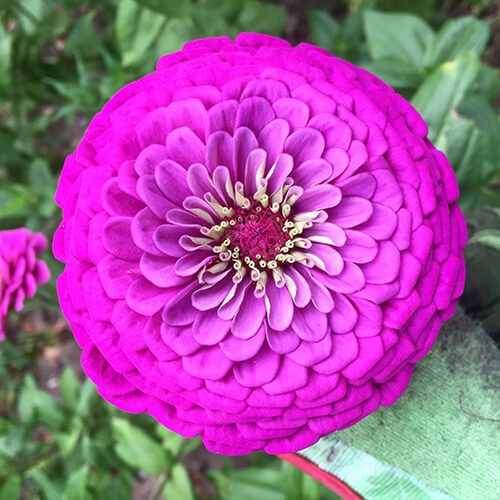Purple Prince Zinnia Seeds - Non-GMO, Rosy Purple, 30-36in Tall, 110 Days