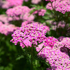Pretty Pink Yarrow (Achillea millefolium) Bare Root Perennial - Live Plant
