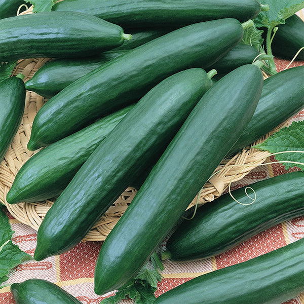 Tendergreen Burpless Cucumber Seeds - Heirloom, Non-GMO, 60 Days, 36-48" Tall