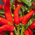 Mosco Pueblo Mirasol Chile Guajillo Pepper Seeds (Capsicum annuum) - 250mg, Non-GMO