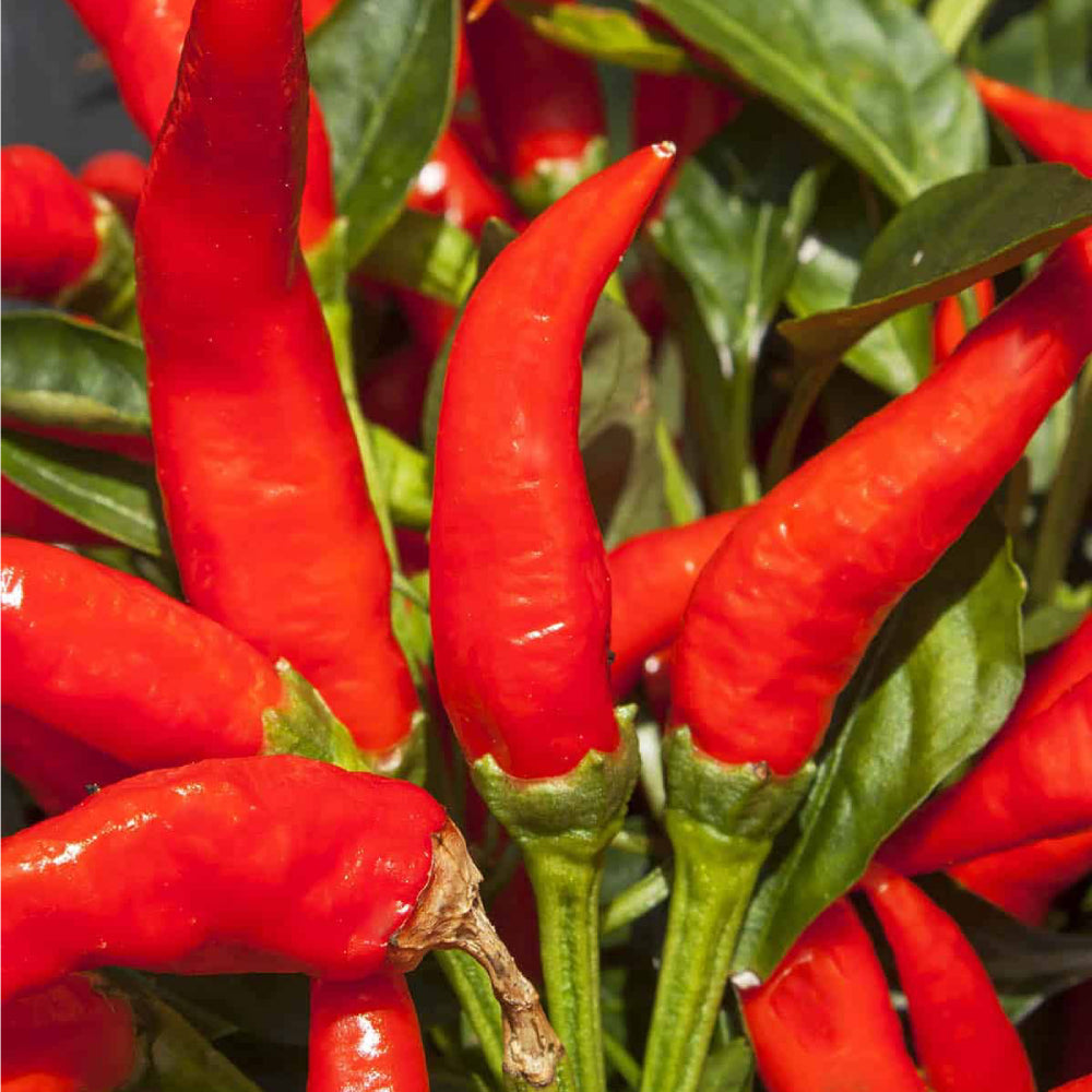 Mosco Pueblo Mirasol Chile Guajillo Pepper Seeds (Capsicum annuum) - 250mg, Non-GMO