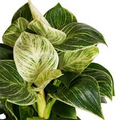 Philodendron Birkin Starter Plant - White Wave / Mermaid's Tail | Variegated Indoor Tropical