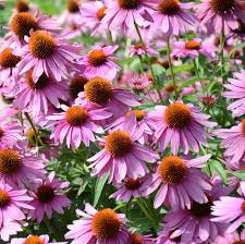 Purple Coneflower (Echinacea purpurea) Seeds - 25 Fresh Seeds, Pollinator-Friendly, Drought-Tolerant