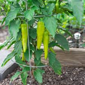 Sweet Banana Pepper Seeds Capsicum annuum - 300mg, Non-GMO, Mild & Sweet for Salads, Pickling