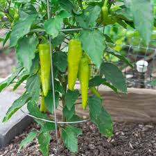 Sweet Banana Pepper Seeds Capsicum annuum - 300mg, Non-GMO, Mild & Sweet for Salads, Pickling