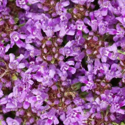 Creeping Thyme Seeds - 1,000 Non-GMO Thymus serpyllum Groundcover, Drought-Tolerant