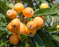 Japanese Loquat Fruit Tree Seedling 8" - Eriobotrya japonica with Pot