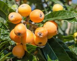 Japanese Loquat Fruit Tree Seedling 8" - Eriobotrya japonica with Pot