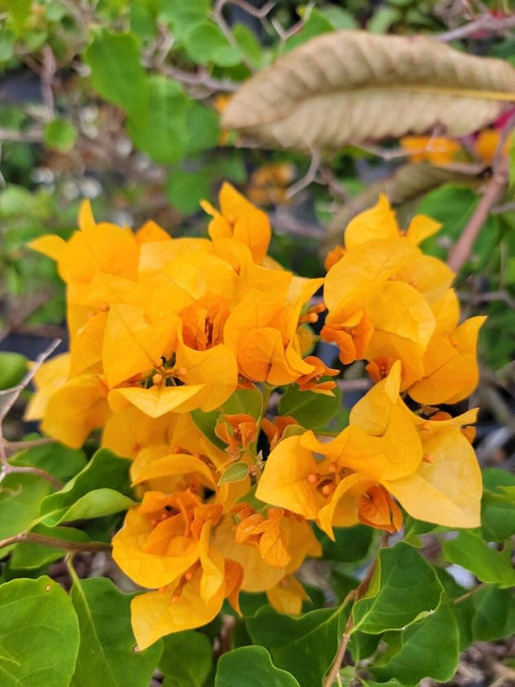 Gold Yellow Bougainvillea Starter Plant - Paper Flower Seedling