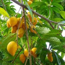 Canistel Tree Seedling - 9-Inch Starter Plant, Pouteria campechiana, Easy tropical fruit tree