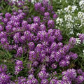 Violet Queen Alyssum Seeds - Non-GMO Fragrant Violet-Purple Flowers, 75 Days, Zones 3-10
