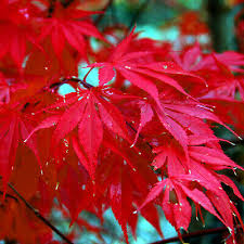 Red Japanese Maple Seeds (Acer palmatum) - 10 Seeds, Bonsai-Ready, Zones 5-9