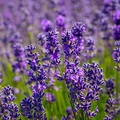 Vera Lavender Seeds Lavandula angustifolia | 100mg Seed Packet - Heirloom, Non-GMO, Perennial