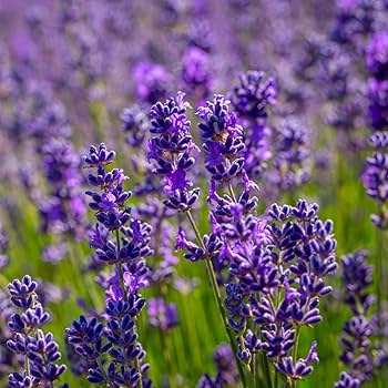 Vera Lavender Seeds Lavandula angustifolia | 100mg Seed Packet - Heirloom, Non-GMO, Perennial