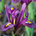 Iris Reticulata J.S. Dijt 4-8" Live Flower Bulbs - 10-Pack (Purple Dwarf Iris, Early Blooming)